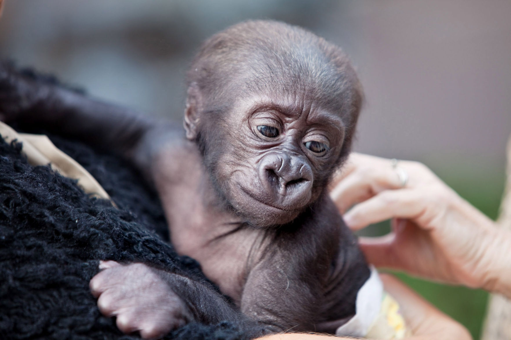 zoo baby